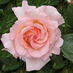 Compassion Rose Bush Pink Flowering Roses Climbing Hybrid Tea Rose 4L Pot