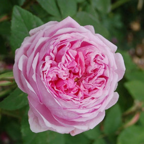 Comte de Chambord Portland Rose Bush Pink Flowering Roses Shrub Rose 4L Pot
