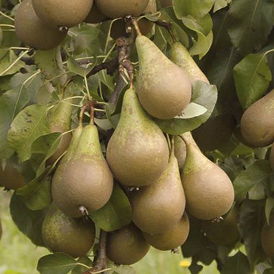 Conference Pear Patio Fruit Tree Bare Root 1.2m Tall - Bare Root Fruit ...