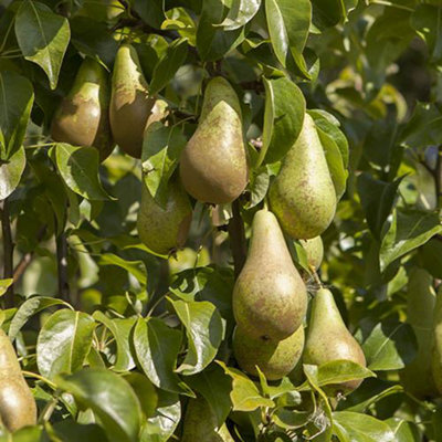 Conference Pear Patio Fruit Tree Bare Root 1.2m Tall - Bare Root Fruit Trees for Gardens - Grow Your Own Pear Tree in UK Gardens
