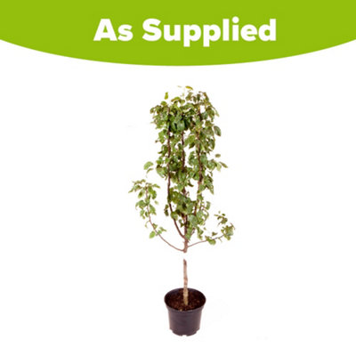 Conference Pear Patio Fruit Tree in a 5L Pot 90-110cm Tall - 6