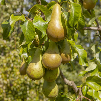 Conference Pear Patio Fruit Tree in a 5L Pot 90-110cm Tall - 7