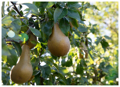 Conference Pear (Pyrus) Tree - 12Ltr Bareroot