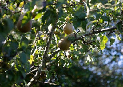 Conference Pear (Pyrus) Tree - 12Ltr Bareroot