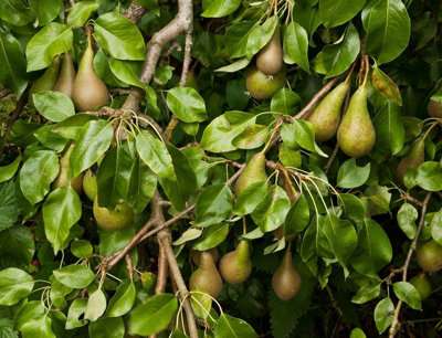 Conference Pear Tree 4-5ft Tall, Self-Fertile & Heavy Cropper, Ready to ...