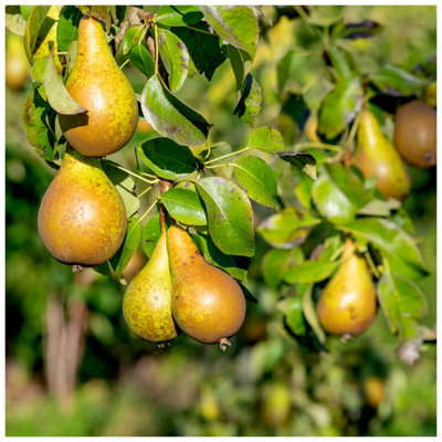 Conference Pear Tree 4ft 6L Pot Self-Fertile & Heavy Cropper, Ready to Fruit 3FATPIGS