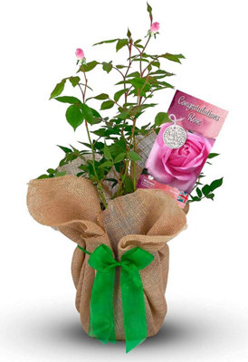 Congratulations Rose Bush Gift Wrapped - Plant Gift Perfect for Gardeners