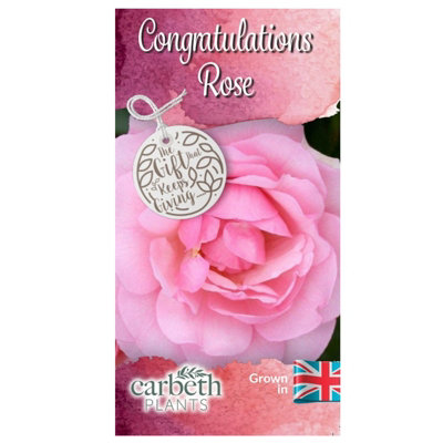 Congratulations Rose Bush Gift Wrapped - Plant Gift Perfect for Gardeners