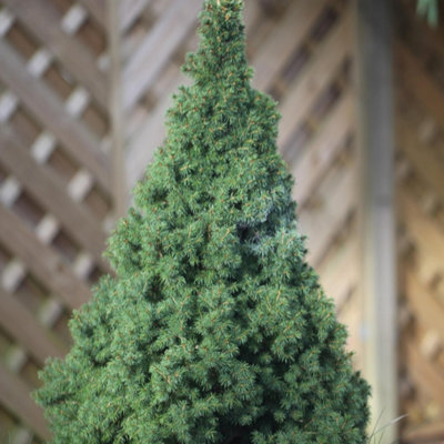 Conica Alberta Spruce Conifer Tree Picea Glauca Evergreen Plant 15cm ...