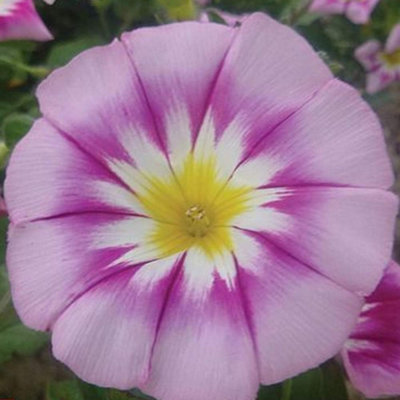 Convolvulous Ensign Rose 1 Packet (180 Seeds)
