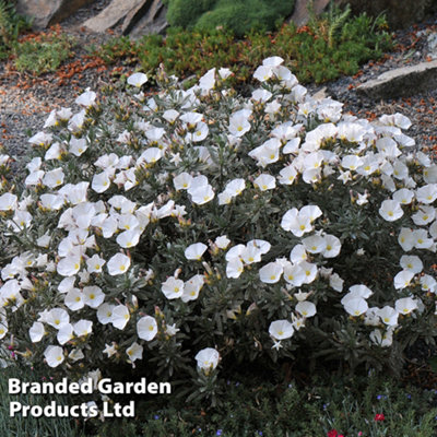 convolvulus-cneorum-9cm-potted-plant-x-1