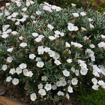Convolvulus cneorum in 9cm Pot - Silverbush Shrub - Summer Flowering Plant
