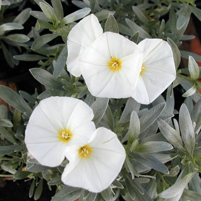 Convolvulus cneorum in 9cm Pot - Silverbush Shrub - Summer Flowering Plant - 4