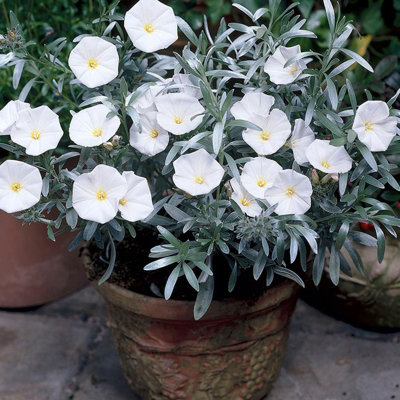 Convolvulus cneorum in 9cm Pot - Silverbush Shrub - Summer Flowering Plant - 5