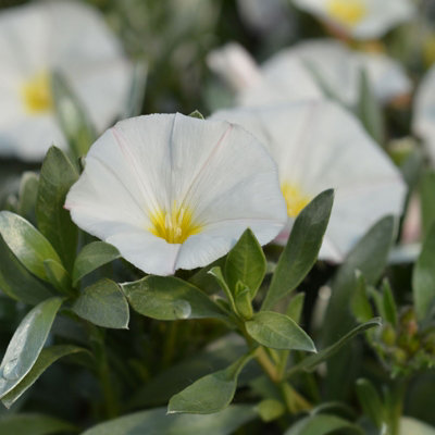 Convolvulus cneorum in 9cm Pot - Silverbush Shrub - Summer Flowering Plant - 6