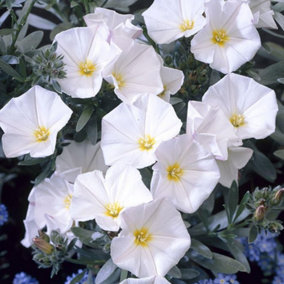 Convolvulus Cneorum - Outdoor Flowering Shrub, Ideal for UK Gardens, Compact Size (15-30cm Height Including Pot)