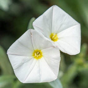 Convolvulus cneorum - Shrubby Bindweed in a 2L Pot Ready to Plant Out Now, Garden Ready Plants