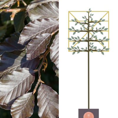 Copper Beech Pleached Tree with Staking Kit - 150cm Stem and 8cm Girth