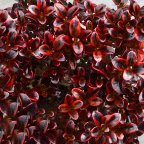 Coprosma Scarlet OHara Garden Shrub - Striking Multicolour Foliage, Compact Size, Attracts Pollinators (10-30cm)