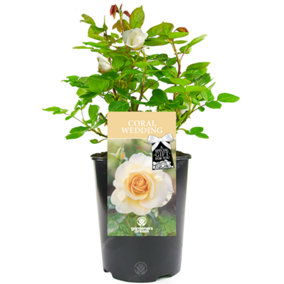 Coral Wedding 35th Anniversary Orange Rose - Outdoor Plant, Ideal for Gardens, Compact Size