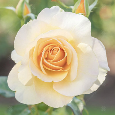 10 Year Anniversary Gift - English Roses