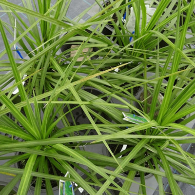 Cordyline Atlantic Green - Evergreen Shrub, Sword-Like Leaves, Hardy, White Flowers (25-35cm Height Including Pot)