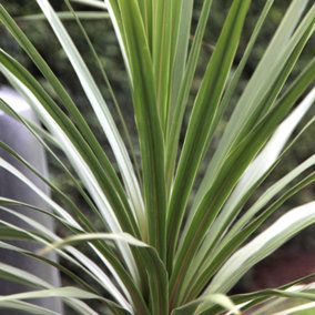 Cordyline Atlantic Green - Outdoor Flowering Shrub, Ideal for UK Gardens, Compact Size (30-40cm Height Including Pot)