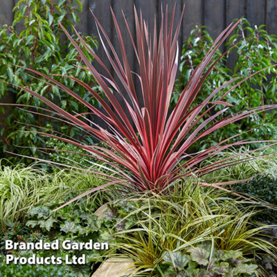 Cordyline australis Char-lie Boy 7 Litre Patio Pot x 1