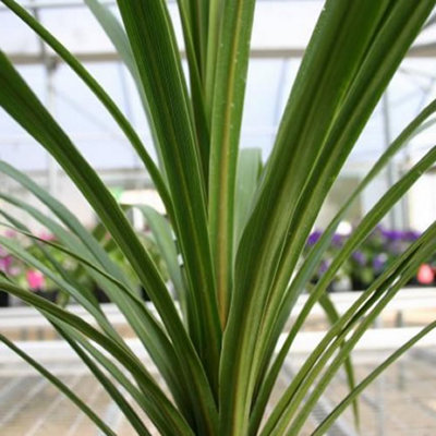 Cordyline Australis Garden Plant - Striking Foliage, Architectural Beauty (15-30cm Height Including Pot)