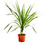 Cordyline australis Green, 17cm Pot, Plant 60-70cm Tall