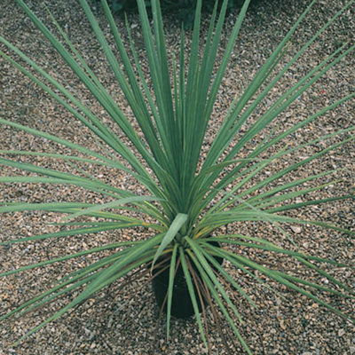 Cordyline Australis Green in a 13cm Pot 55cm tall