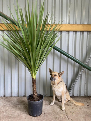 cordyline-australis-green-palm-plant-extra-large-specimen-5ft-tall-with