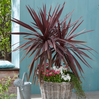 Cordyline australis Red Star in a 17cm Pot 60-70cm Tall