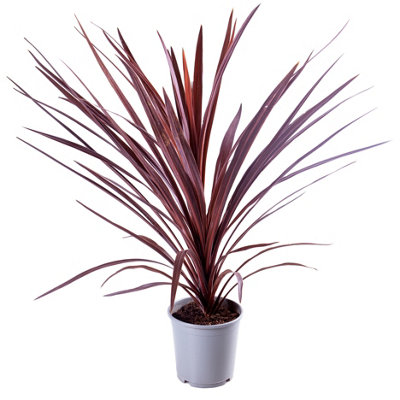 Cordyline australis Red Star in a 17cm Pot 60-70cm Tall - 3