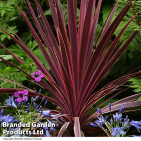 Cordyline australis Torbay Red 3 Litre Potted Plant x 1