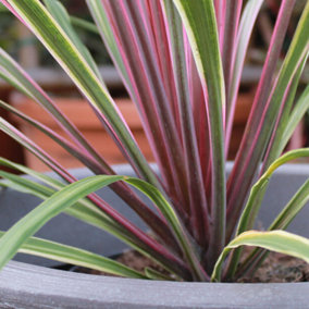 Cordyline Can Can - Colourful Variegated Foliage, Evergreen, Hardy (20-30cm Height Including Pot)