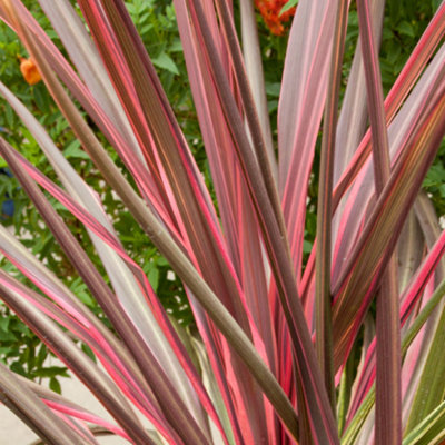 Cordyline Can Can - Colourful Variegated Foliage, Evergreen, Hardy (20-30cm Height Including Pot)