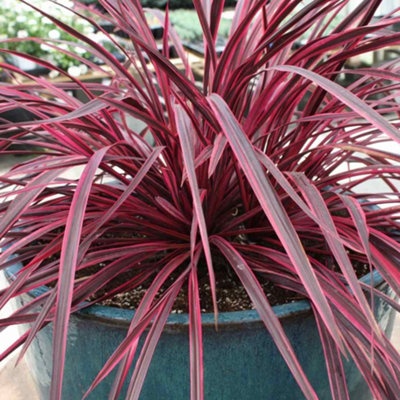 Cordyline 'Festival Raspberry' Cabbage Palm Fragrant Outdoor Evergreen ...