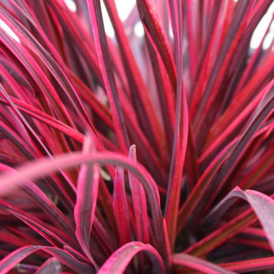 Cordyline 'Festival Raspberry' Cabbage Palm Fragrant Outdoor Evergreen ...