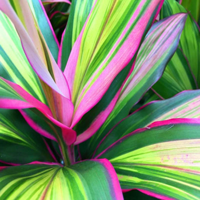 Cordyline 'Kiwi' Plant - Vibrant Foliage for Stunning Visual Impact, Perfect for UK Gardens and Patios (30-40cm)