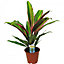Cordyline 'Kiwi' Plant - Vibrant Foliage for Stunning Visual Impact, Perfect for UK Gardens and Patios (30-40cm)
