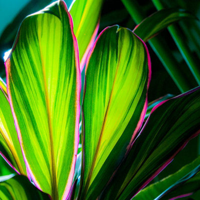 Cordyline 'Kiwi' Plant - Vibrant Foliage for Stunning Visual Impact, Perfect for UK Gardens and Patios (30-40cm)