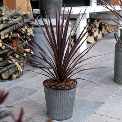 Cordyline Little Red Star Pair of Established Plants in 17cm Pots