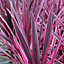Cordyline Pink Passion - Outdoor Flowering Shrub, Ideal for UK Gardens, Compact Size (15-30cm Height Including Pot)