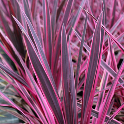 Cordyline Pink Passion - Outdoor Flowering Shrub, Ideal for UK