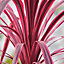 Cordyline Pink Passion - Outdoor Flowering Shrub, Ideal for UK Gardens, Compact Size (15-30cm Height Including Pot)