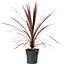 Cordyline 'Red Star' Plant - Dramatic Red Foliage, Adds Architectural Interest, Hardy & Low Maintenance (2L)