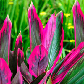 Cordyline 'Tango' Plant - Striking Pink and Purple Foliage, Perfect for Adding Color to Gardens and Patios (30-40cm)