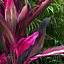 Cordyline 'Tango' Plant - Striking Pink and Purple Foliage, Perfect for Adding Color to Gardens and Patios (30-40cm)