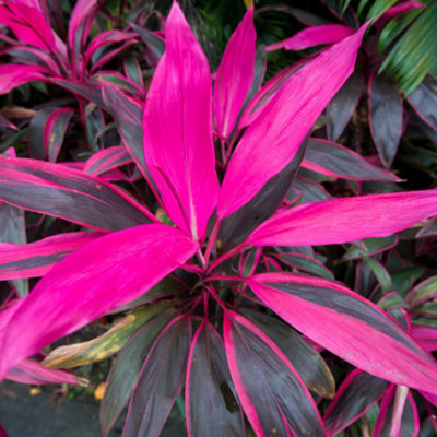 Cordyline 'Tango' Plant - Striking Pink and Purple Foliage, Perfect for Adding Colour to Homes and Offices (30-40cm)